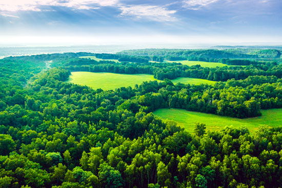 Field and forest